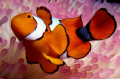   Its just Nemo  